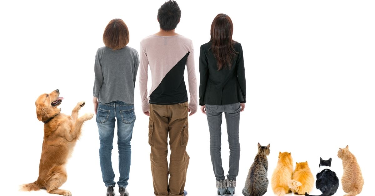 animali domestici come scegliere