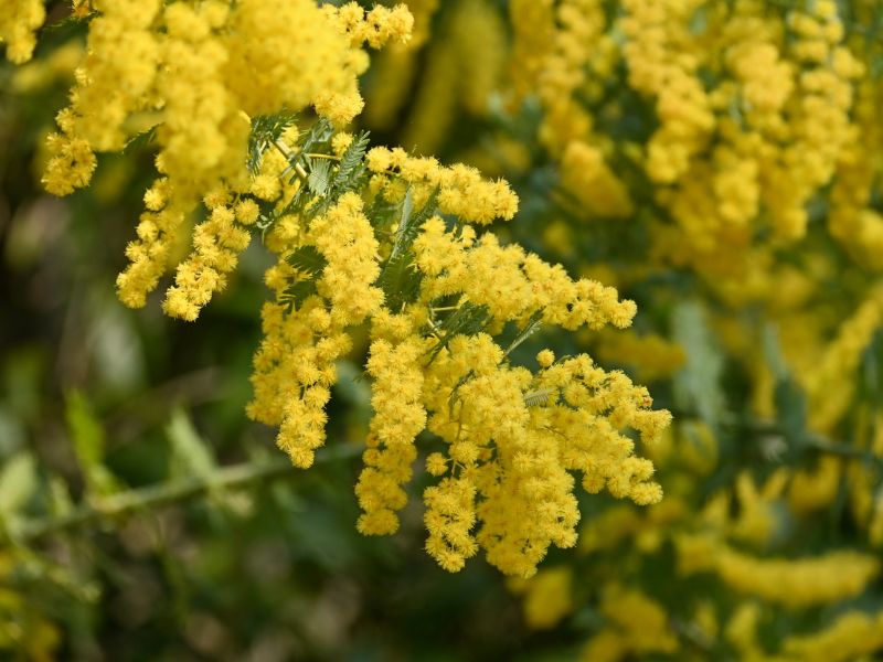 Il significato della mimosa