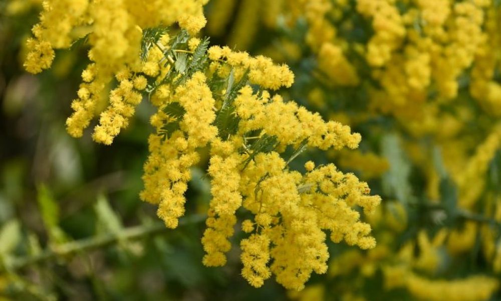 Il significato della mimosa