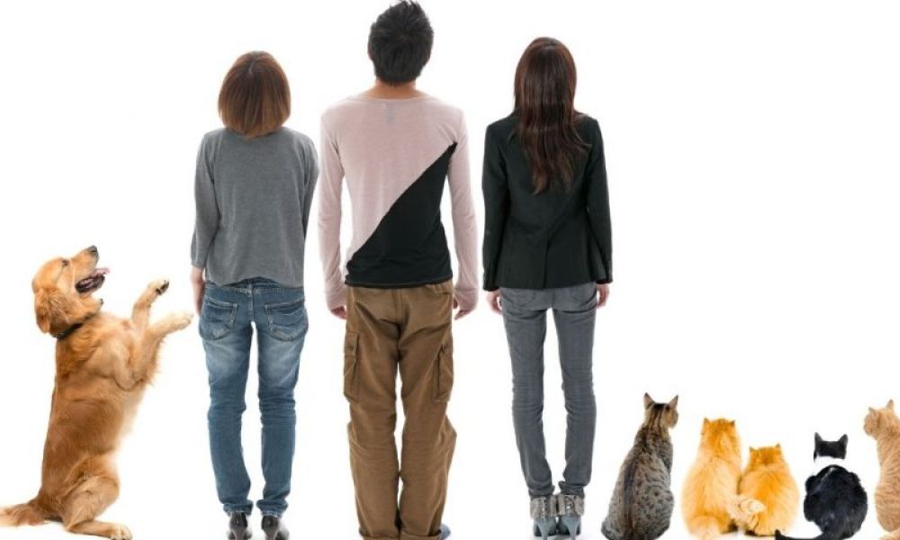 animali domestici come scegliere